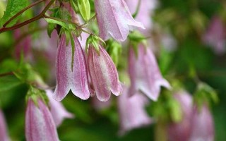 風(fēng)鈴草圖片;紫斑風(fēng)鈴草圖片
