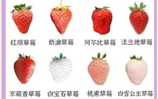 草莓原產(chǎn)地-草莓原產(chǎn)地何時(shí)引進(jìn)
